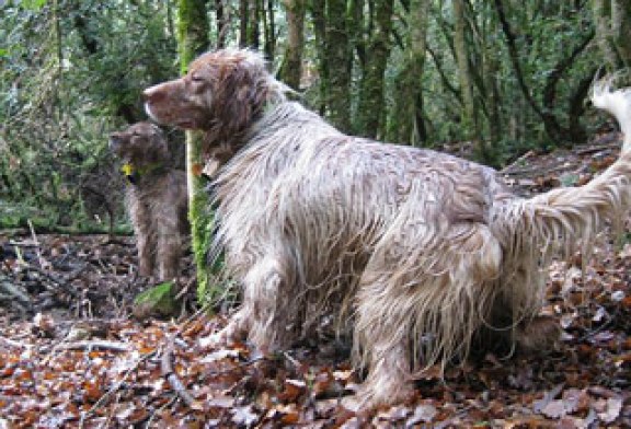 Las competiciones de campa, una alternativa para sacar a los perros