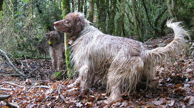 Las competiciones de campa, una alternativa para sacar a los perros