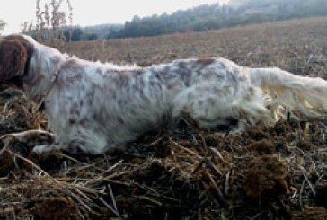 Prueba de aptitudes naturales (PAN) para perros de muestra en Lumbier