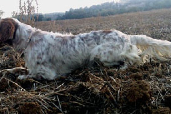 Prueba de aptitudes naturales (PAN) para perros de muestra en Lumbier