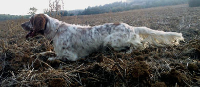 Prueba de aptitudes naturales (PAN) para perros de muestra en Lumbier