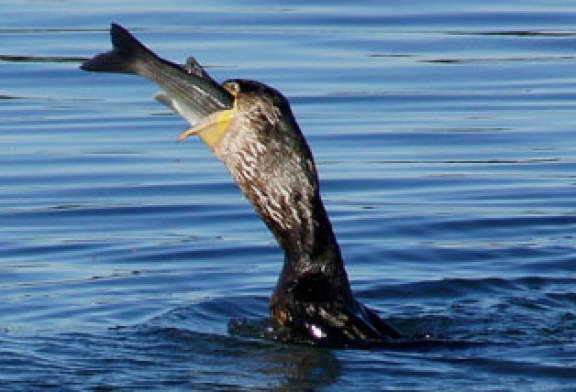 Los pescadores temen que los cormoranes dañen a las poblaciones de salmónidos