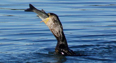 Los pescadores temen que los cormoranes dañen a las poblaciones de salmónidos