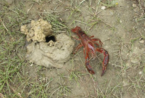 Se suprimen en Álava los cupos de cangrejo rojo y señal por ser ???especies invasoras???