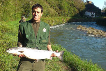 Un ejemplar de 6,540 kilos es el primer salmón capturado en el Bidasoa