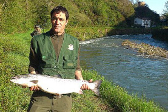 Un ejemplar de 6,540 kilos es el primer salmón capturado en el Bidasoa