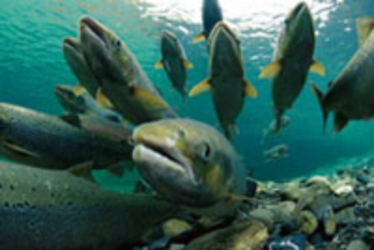 Los pescadores capturan siete salmones en el río Bidasoa en los primeros días de temporada