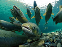 Los pescadores capturan siete salmones en el río Bidasoa en los primeros días de temporada
