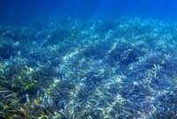 Un proyecto de la Agencia Vasca del Agua busca recuperar las praderas marinas