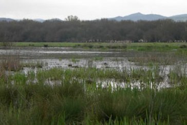 Cinco guardas forales refuerzan las labores de reconocimiento exhaustivo alrededor de las balsas de Salburua para controlar el brote de botulismo aviar