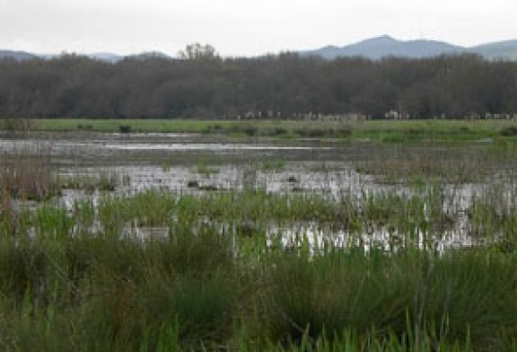 Cinco guardas forales refuerzan las labores de reconocimiento exhaustivo alrededor de las balsas de Salburua para controlar el brote de botulismo aviar