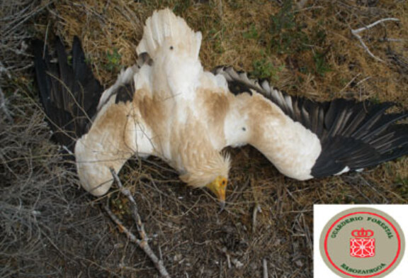 Detenidas cinco personas por un presunto envenenamiento de aves en tres cotos de la Ribera