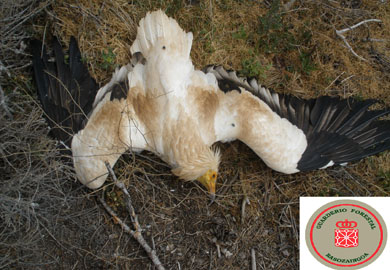 Detenidas cinco personas por un presunto envenenamiento de aves en tres cotos de la Ribera