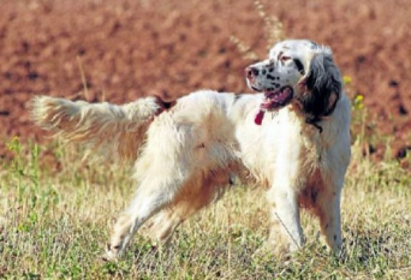 Santa Cruz de Campezo acogerá la primera prueba puntuable de la liga territorial de base de perros de muestra