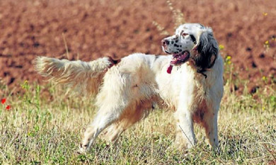 Santa Cruz de Campezo acogerá la primera prueba puntuable de la liga territorial de base de perros de muestra