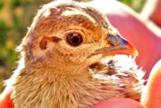 Cazadores del norte de Ávila denuncian el robo de miles de pollos de perdiz