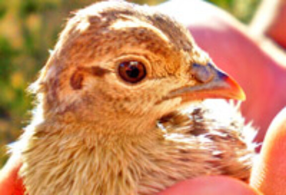 Cazadores del norte de Ávila denuncian el robo de miles de pollos de perdiz