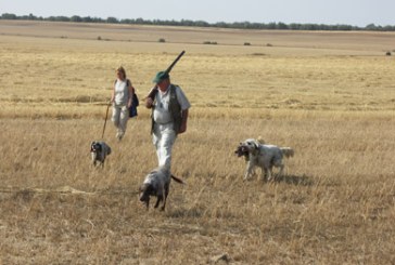 Tras el rastro de la codorniz