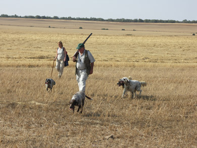 Tras el rastro de la codorniz