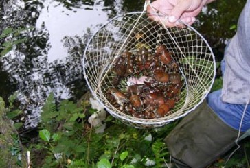 Cangrejo señal, especie «non grata»