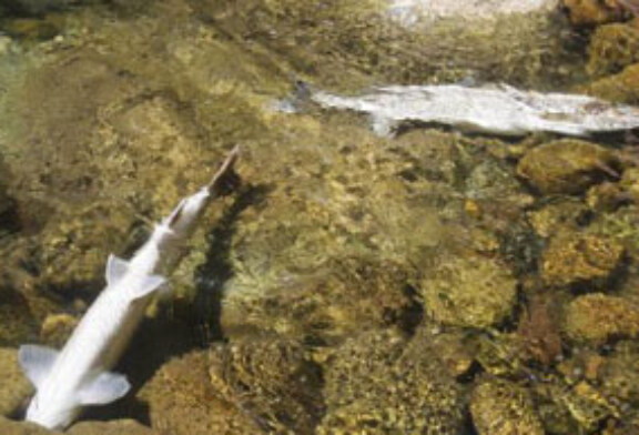 La Consejería confirma que los peces muertos en el río Pas han sido envenenados