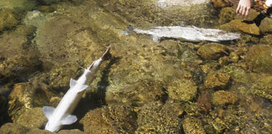 La Consejería confirma que los peces muertos en el río Pas han sido envenenados