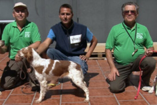 Altísima calidad en los canes participantes en el Campeonato de España de Caza Práctica