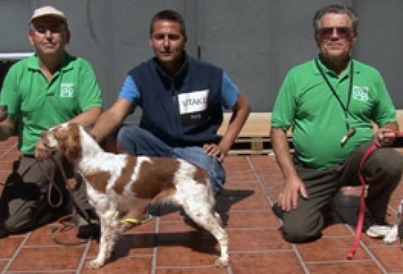 Altísima calidad en los canes participantes en el Campeonato de España de Caza Práctica