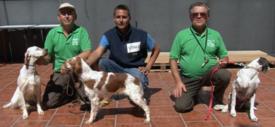 Altísima calidad en los canes participantes en el Campeonato de España de Caza Práctica