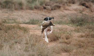 Una nueva prueba de San Huberto este sábado con la Copa Mendavia