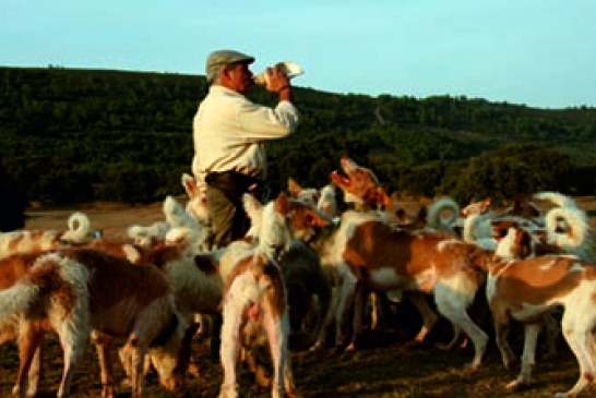 Ávila aguarda la celebración de la IV Feria de Perros de Caza este fin de semana