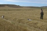 «En la apertura, un pastor levantó ocho codornices en el Gorbea mientras las buscábamos en Castilla y León»