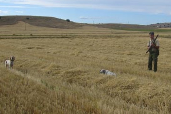 «En la apertura, un pastor levantó ocho codornices en el Gorbea mientras las buscábamos en Castilla y León»