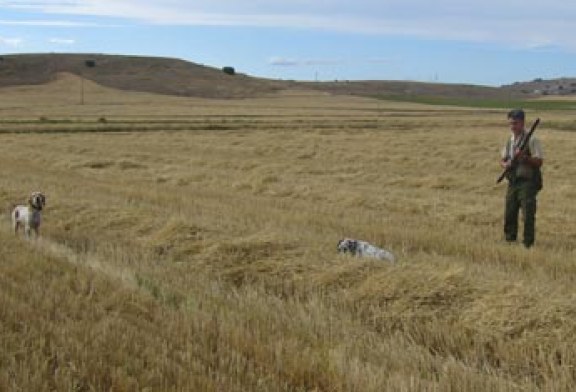 «En la apertura, un pastor levantó ocho codornices en el Gorbea mientras las buscábamos en Castilla y León»