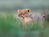 La Diputación bizkaina presenta la exposición «Fotógrafos de la naturaleza 2012»