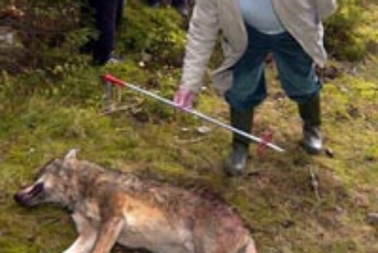 La Junta fija en 138 ejemplares los cupos de caza de lobo al norte del río Duero