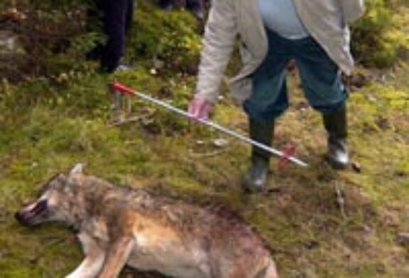 La Junta fija en 138 ejemplares los cupos de caza de lobo al norte del río Duero