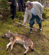 La Junta fija en 138 ejemplares los cupos de caza de lobo al norte del río Duero