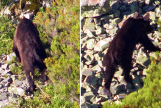 La RFEC lamenta el incidente con un oso herido en la montaña palentina