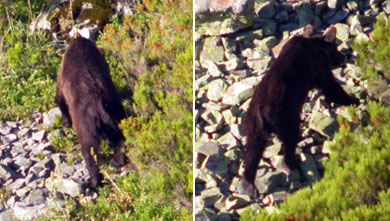 La RFEC lamenta el incidente con un oso herido en la montaña palentina