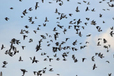 Chaparrón de aves migratorias