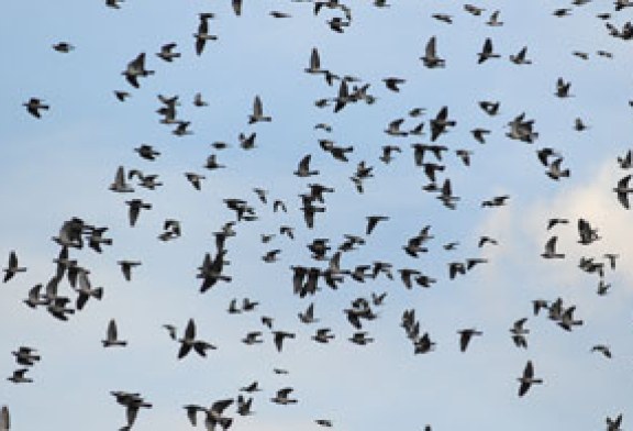 Chaparrón de aves migratorias