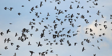 Chaparrón de aves migratorias