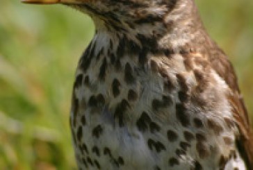 La malviz, protagonista forzosa