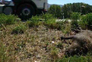 Accidentes de caza: el Estado tramita una modificación