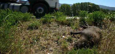 Accidentes de caza: el Estado tramita una modificación