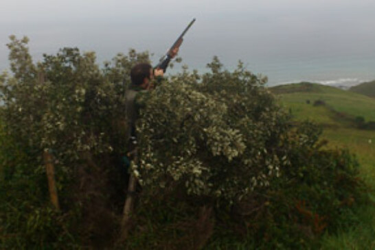 Los cazadores se quedan sin puesto tras la protección de la franja Deba-Zumaia