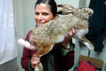 María Asunción capturó en Burgos esta liebre de 7 kilos