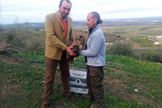 Juvenex da parte al Seprona tras encontrarse un ejemplar de Búho Real herido en el campo