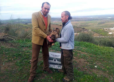 Juvenex da parte al Seprona tras encontrarse un ejemplar de Búho Real herido en el campo